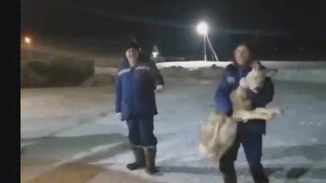 ДИКИЕ КАК ДОМАШНИЕ