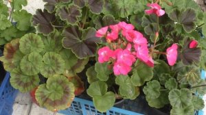 Пеларгонии в открытом грунте и вазонах. Непрерывное цветение