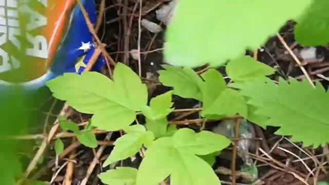 Что произойдёт на природе с пачкой чипсов за - 24 часа? смотреть онлайн