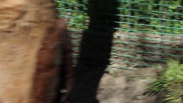 Зайчат приносят не только люди... смотреть онлайн