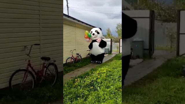 Наша Красота Панда Уже Бежит на Поздравление смотреть онлайн