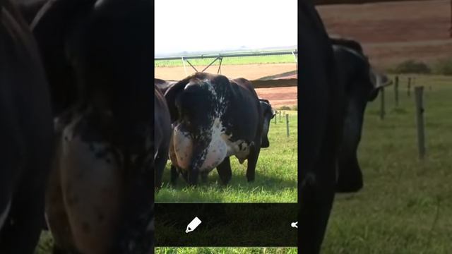 Молочный корова смотреть онлайн