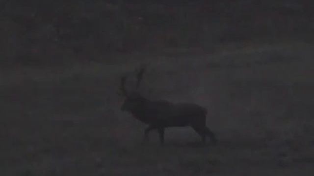 Ревущий олень 2 часть Видео охота www.туризм-сибири.рф смотреть онлайн