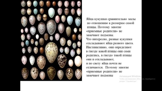 Трансляция| объединение "Ребятам о зверятах"| Кукушка обыкновенная смотреть онлайн