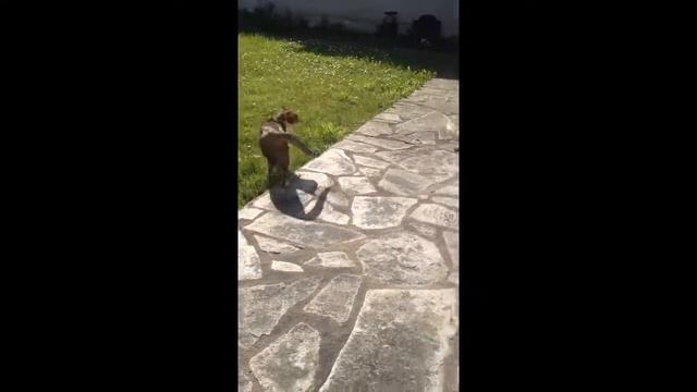 Mon Chat Et Mon Chien Cavalier King Charles