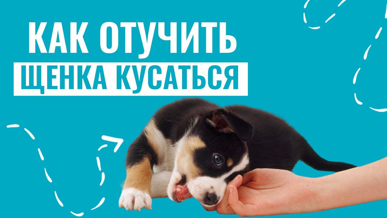 Щенок кусается. Что делать? КАК ОТУЧИТЬ ЩЕНКА КУСАТЬСЯ? смотреть онлайн