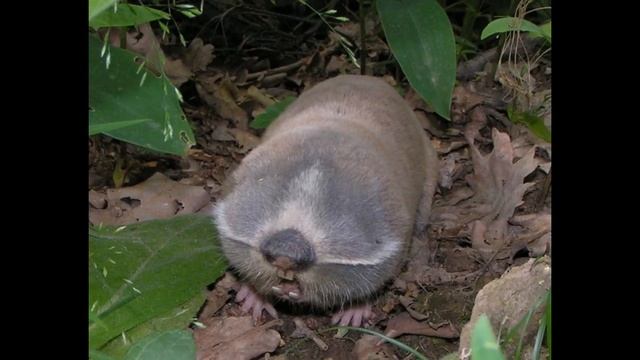 тварини які мешкають у грунті смотреть онлайн