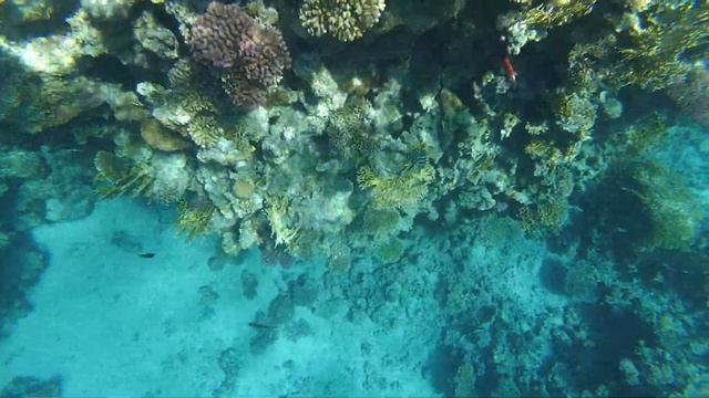 Подводная съемка в красном море Египет смотреть онлайн