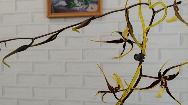 Цветение Одонтобрассия Санта Барбара, наращивание корней башмаку Пиноккио смотреть онлайн