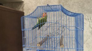 Приручаю попугая неразлучника к руке, что бы не боялся.