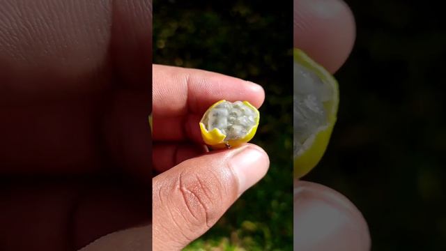 Pokok Letup-Letup Bulu !! Nostalgia Zaman Sekolah !! смотреть онлайн