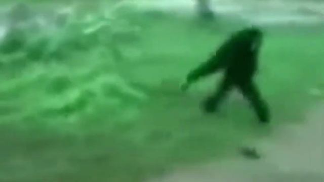 Обезьяна дергает собаку за хвост мем из тик тока смотреть онлайн