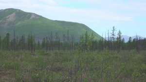 Весна в Якутии. Цветет рододендрон и княженика. Республика Саха