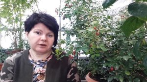 Как вырастить МУРАЙЮ. Опыт пяти лет.