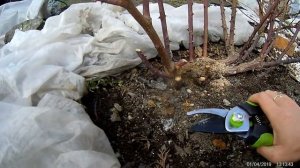 обрезка старого куста чайно-гибридной розы