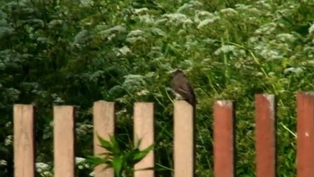 СЛАВКИ  Садовая и Ястребиная