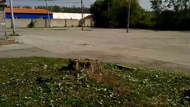 Эксперимент аккумуляторщика что будет если залить пень щелочью на котором росли ветки смотреть онлайн