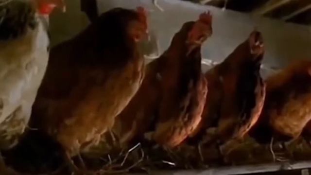 Животные обрели разум. смотреть онлайн