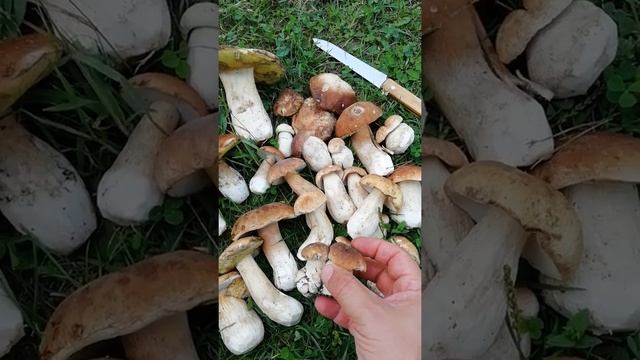 Белые грибы 14 августа 2021 г. Часть 1. Пинский район. Начало грибной истории. Это чудо! смотреть онлайн