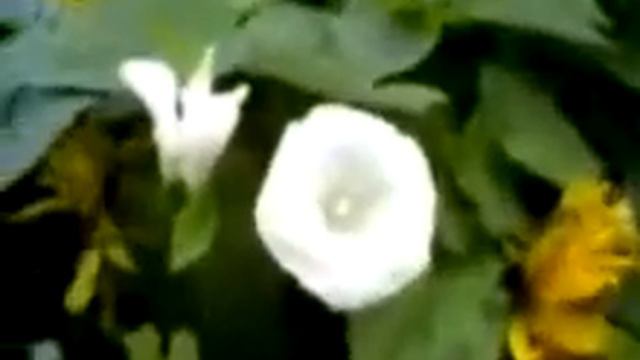 Mały kwiatek czyli "Sleepy Lagoon"-Small flower that is "Sleepy Lagoon"-Ray Kelley смотреть онлайн