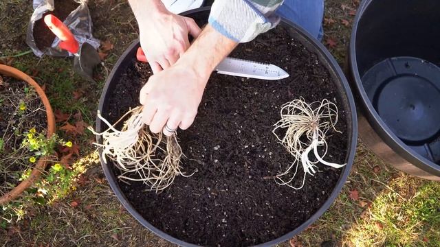 How to Plant and Grow Hosta Roots смотреть онлайн