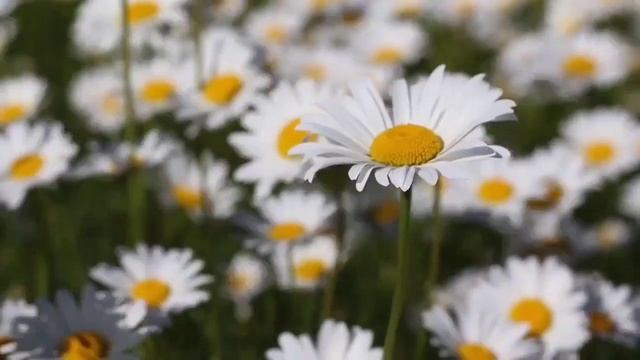 Музыка для сна. Избавиться от стресса. Мелодия для расслабления. Отдохнуть телом. Отдых для души. смотреть онлайн