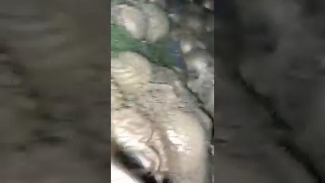 Хранение белого лука смотреть онлайн