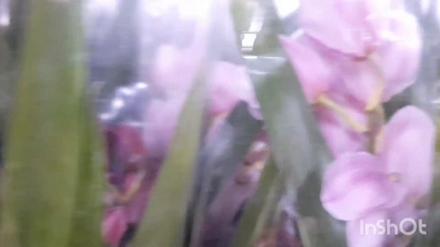 Шикардос!!! Орхидеи в магазине Цветочный склад. Цены со скидкой 200р, когда скажите, что от Марии) смотреть онлайн