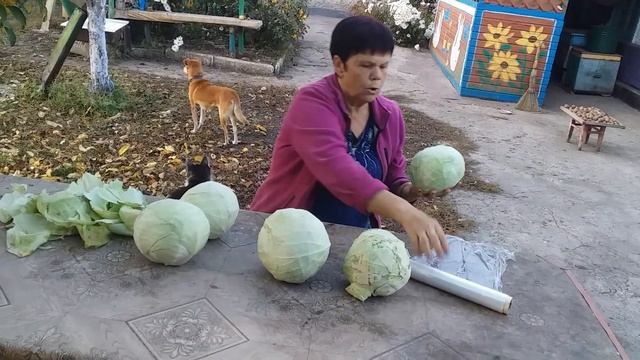 ЗАМИЧАТЕЛЬНО ХРАНИТСЯ КАПУСТА ЗИМОЙ ТАКИМ СПОСОБОМ смотреть онлайн
