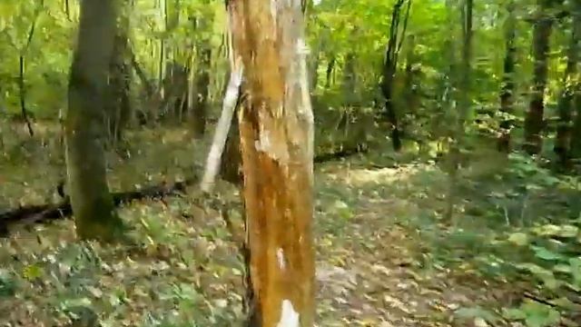 ТОПОРИКИ .Лесной стенд. Тренировка Сентябрь 2015 смотреть онлайн