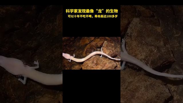 据悉，洞螈已经在地球上生活了1500万年，在洞螈早期被发现时，当时人们以为发现了“龙”的幼仔。 смотреть онлайн