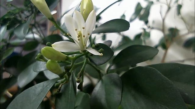 Murraya paniculata (1) смотреть онлайн