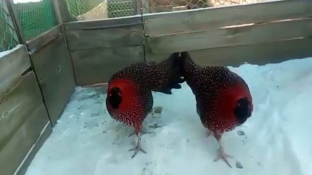 ТРАГОПАН САТИР, TRAGOPAN SATYRA, РОГАТЫЕ ФАЗАНЫ