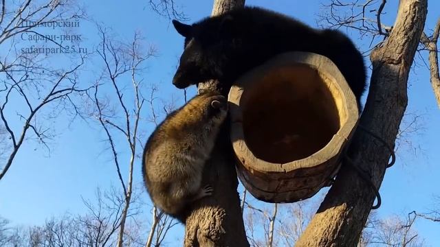 Хищные звери 21 ноября 2018 г. смотреть онлайн
