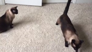 Любимые Сиамский кот Басё и Сиамская кошка Келли =^..^= СИАМСКИЕ КОШКИ