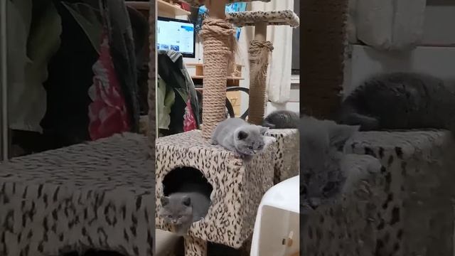 голубые британские котята смотреть онлайн