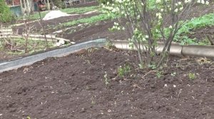 Как посадить, размножать и выращивать иргу на даче