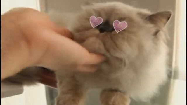 MiniMini смотреть онлайн