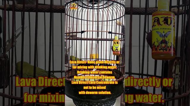 My Singapore Mata Puteh - Happy Buka Sing - Hercules - 5th day Number 1 Deworm 17022023 смотреть онлайн