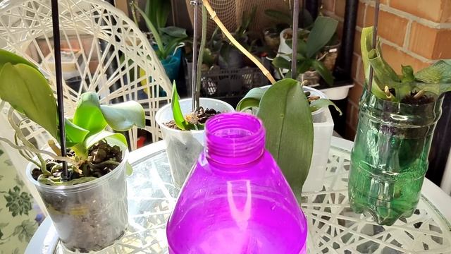 ЭТА Таблетка СПАСЕТ ОРХИДЕЮ от МУСОРКИ/ СКОРАЯ ПОМОЩЬ ОРХИДЕИ при ГНИЛИ смотреть онлайн