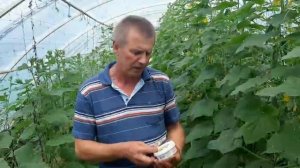 Пероноспороз огурцов. Профилактика и меры борьбы с заболеванием.