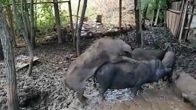 Скрещивание диких свиней. Вьетнамка и мангал. смотреть онлайн