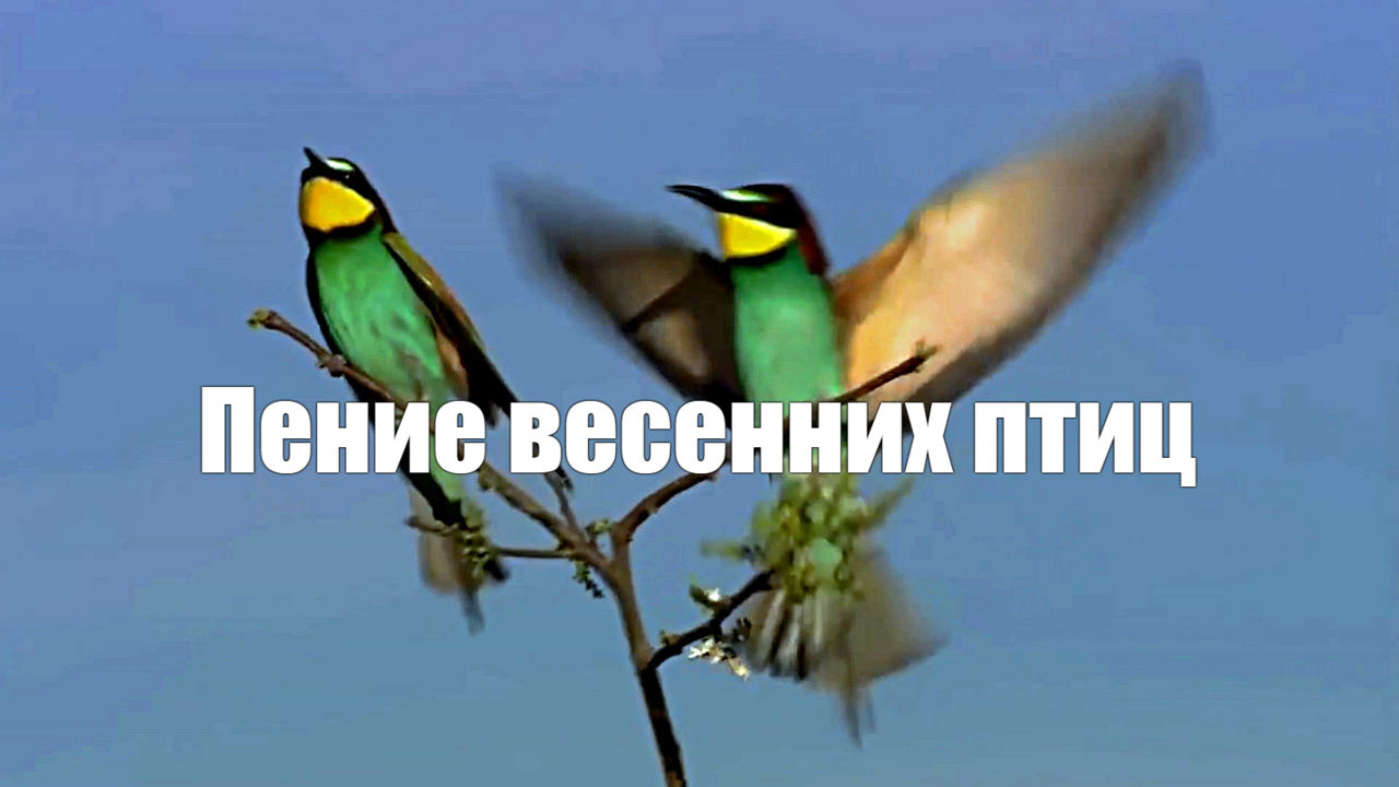 Пение весенних птиц смотреть онлайн