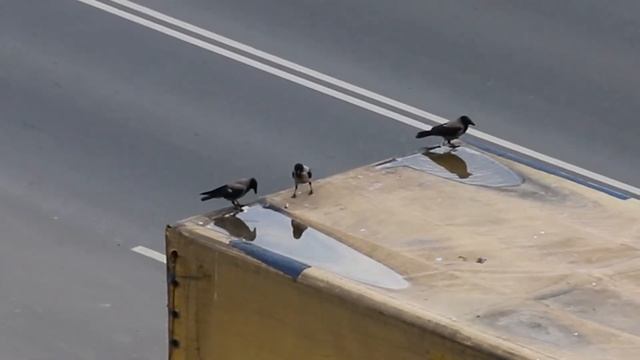 Смышленое воронье семейство кормятся. смотреть онлайн