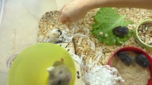 ДРАКА ЗА КОЛЕСО / жадная ПСЕША НЕ ДАЕТ ХОМЯЧАТАМ БЕГАЮТ В КОЛЕСЕ / Alisa Easy Pets