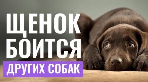 СОБАКА БОИТСЯ других собак: Как помочь собаке ПОБОРОТЬ СТРАХ перед раздражителями?