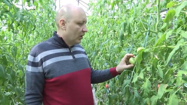 Вершинная гниль на томатах смотреть онлайн