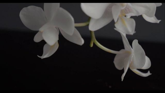 Mini white phalaenopsis orchid after 4 months of sickness(2018) смотреть онлайн