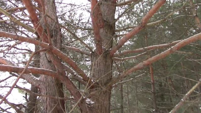 Зимний отдых на лесном домике у реки - Художник в ДЕРЕВНЕ смотреть онлайн