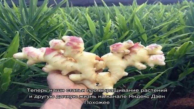 Как вырастить имбирь в огороде? смотреть онлайн